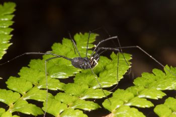 Media type: image; Invertebrate Zoology 152007
